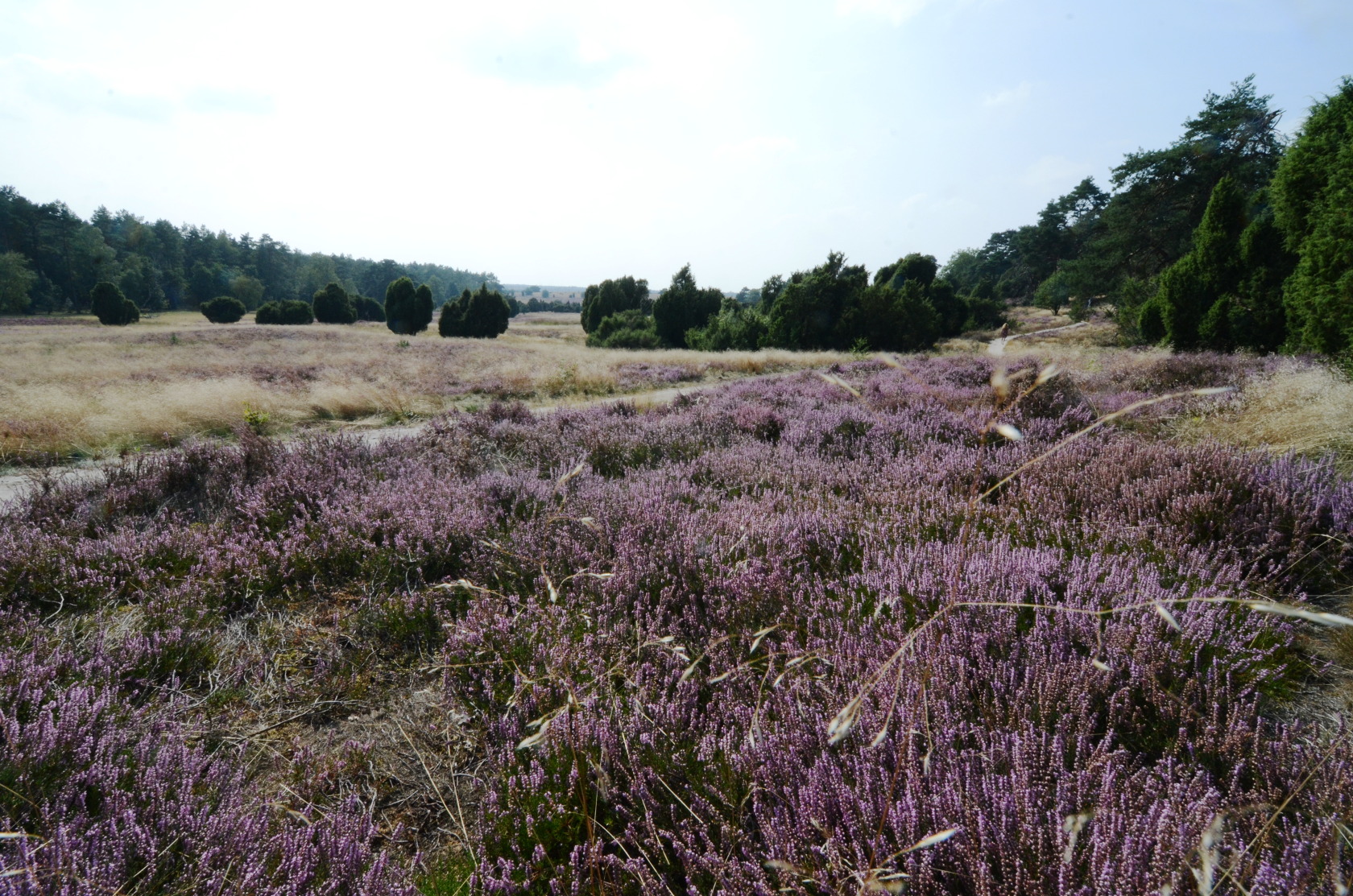 Lüneburger Heide