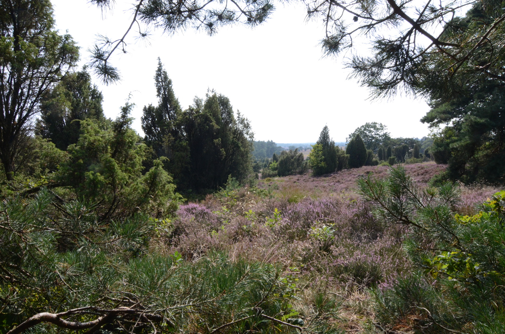 Lüneburger Heide