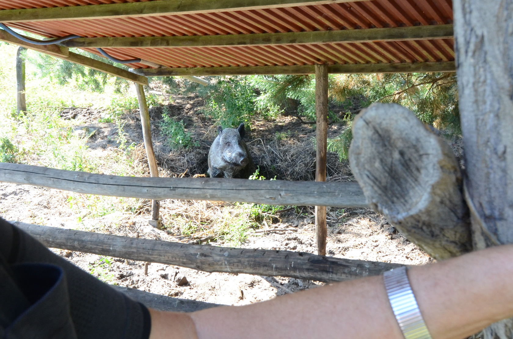 Wildschwein in Obhut