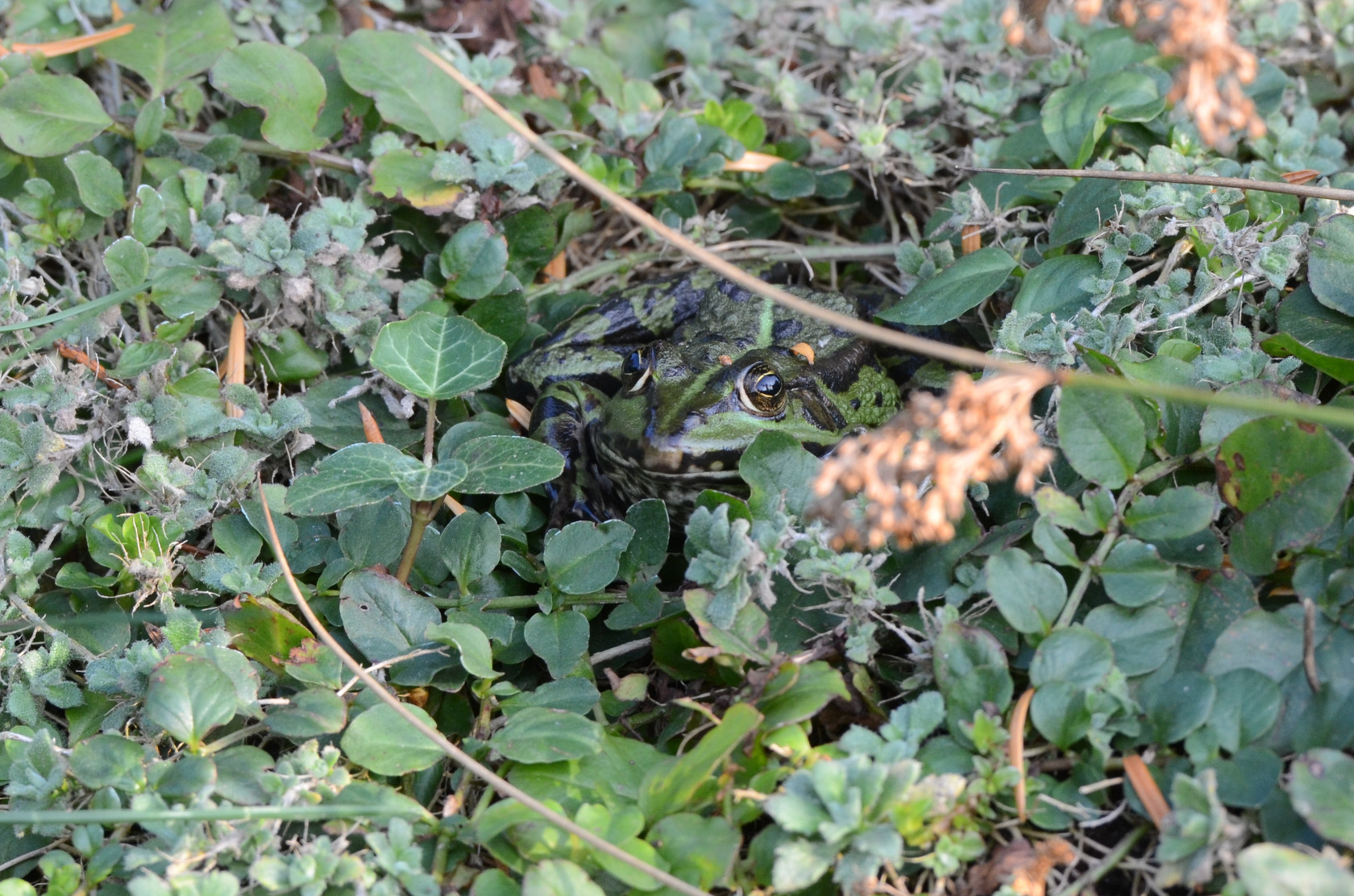 Laubfrosch am (Privat)Teich